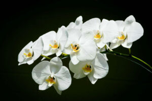 Anggrek Phalaenopsis