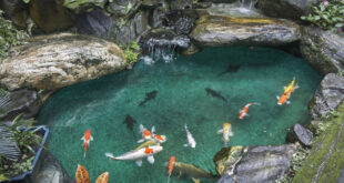 Membuat Kolam Ikan Sendiri