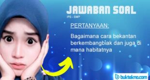 Bagaimana cara bekantan berkembangbiak dan juga di mana habitatnya