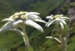 Edelweiss, Bunga Khas Pegunungan