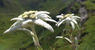 Edelweiss, Bunga Khas Pegunungan
