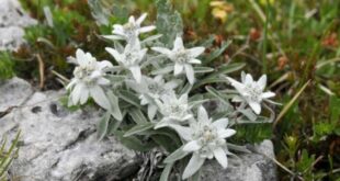 Edelweiss Keindahan Bunga Langka