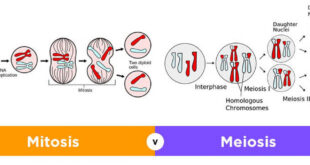 Jumlah Sel Anakan Mitosis dan Meiosis