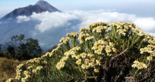 Rahasia Sukses Menanam dan Merawat Bunga Edelweiss